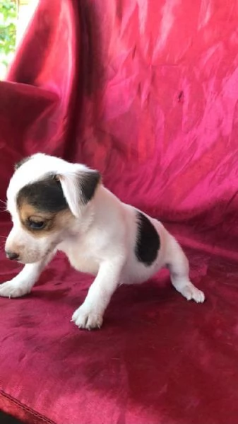 regalo cuccioli di Jack Russel maschi e femmine | Foto 0