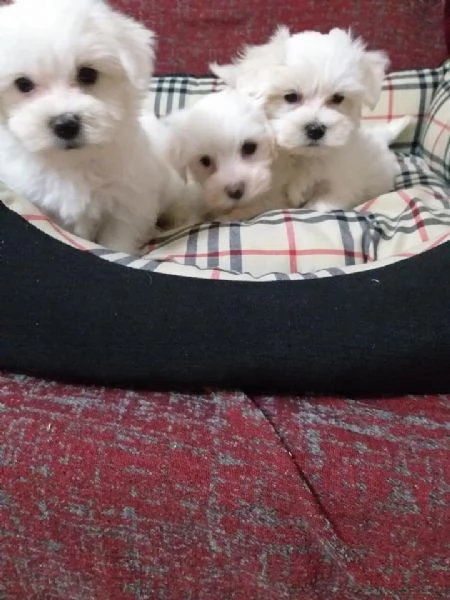 regalo cuccioli di Maltese maschi e femmine | Foto 2