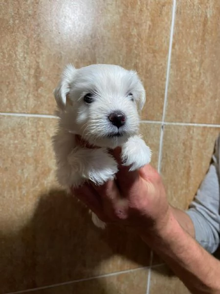 regalo cuccioli di Maltese maschi e femmine | Foto 1