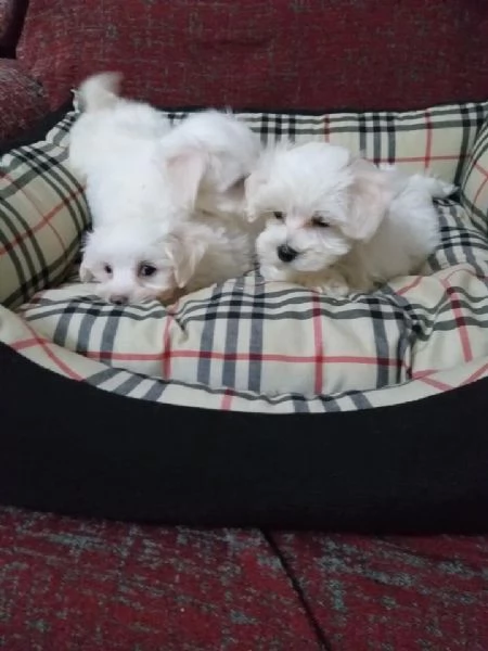 regalo cuccioli di Maltese maschi e femmine | Foto 0