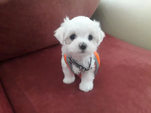 regalo cuccioli di Maltese maschi e femmine