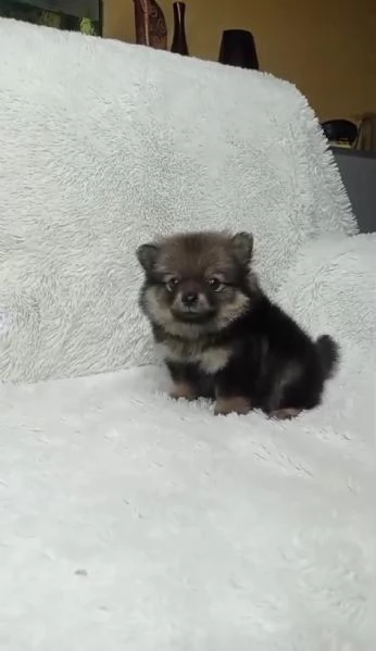 regalo cuccioli di Pomerania maschi e femmine