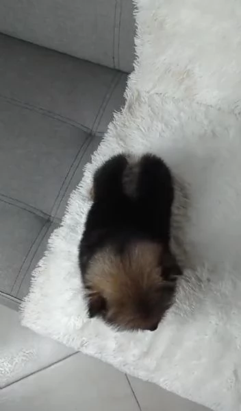 regalo cuccioli di Pomerania maschi e femmine | Foto 2