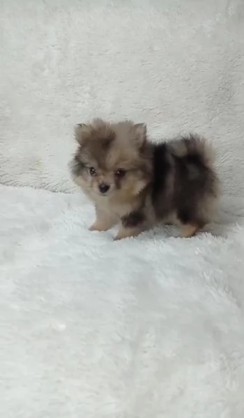 regalo cuccioli di Pomerania maschi e femmine | Foto 1