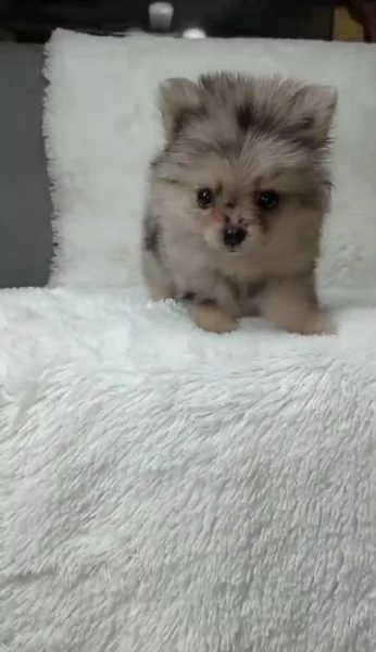 regalo cuccioli di Pomerania maschi e femmine | Foto 0