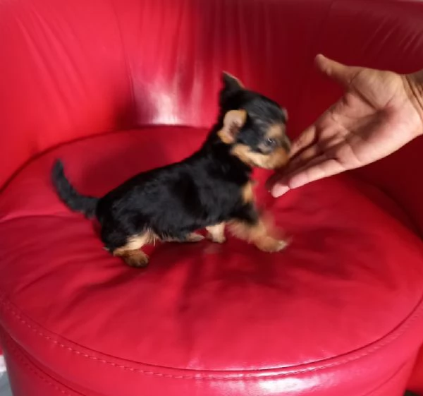 regalo cuccioli di Yorkshire maschi e femmine | Foto 0