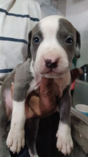 regalo pitbull maschi e femmine | Foto 1