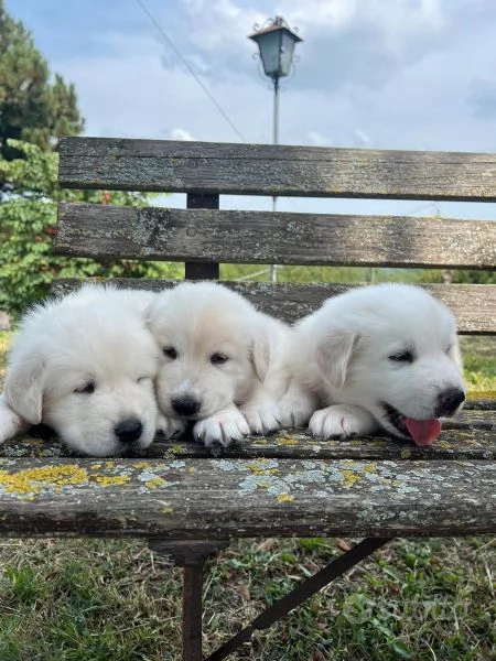 Cuccioli pastore maremmano