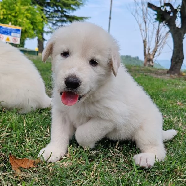 Cuccioli pastore maremmano | Foto 3