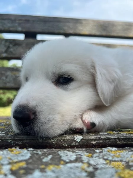 Cuccioli pastore maremmano | Foto 1