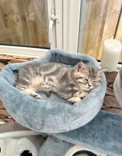 British Shorthair in vendita 