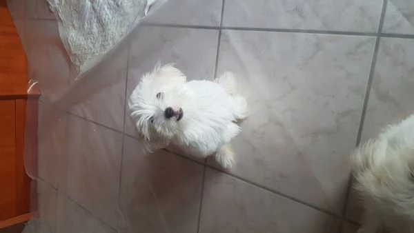 Cucciolo  maltese 