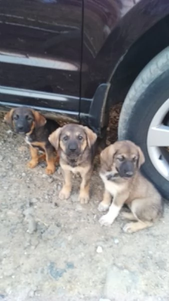 Cuccioli taglia medio grande | Foto 6