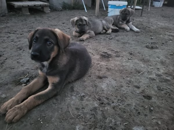 Cuccioli taglia medio grande | Foto 5