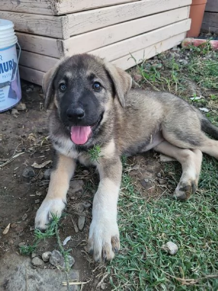 Cuccioli taglia medio grande | Foto 3