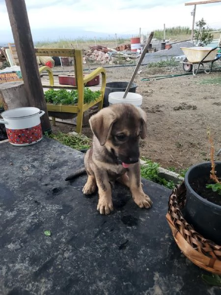 Cuccioli taglia medio grande | Foto 0