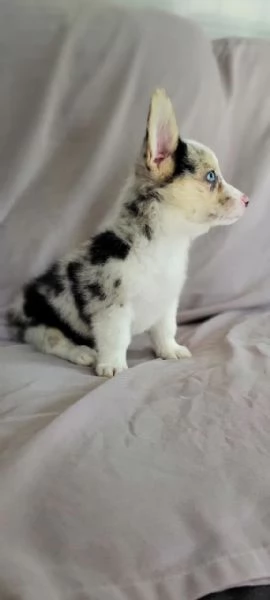 Cuccioli di corgi in adozione