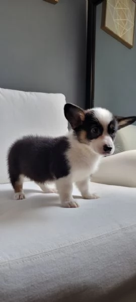 Cuccioli di corgi in adozione | Foto 1