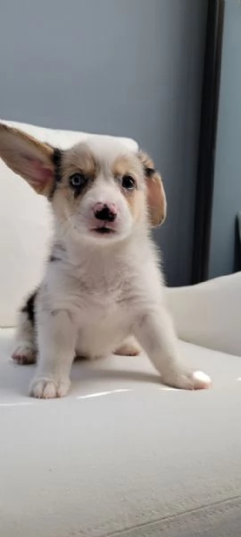 Cuccioli di corgi in adozione | Foto 0