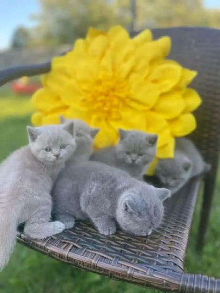 Gattino British Shorthair