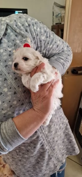 maltese 