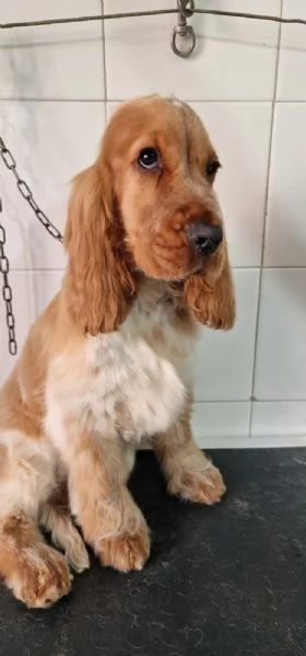 cocker spaniel inglese