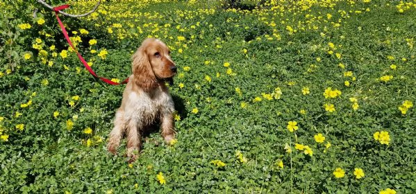 cocker spaniel inglese | Foto 4