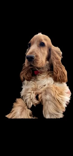 cocker spaniel inglese | Foto 3