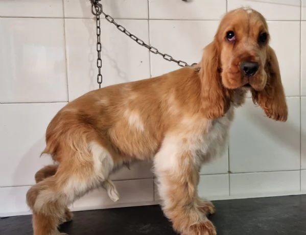 cocker spaniel inglese | Foto 1