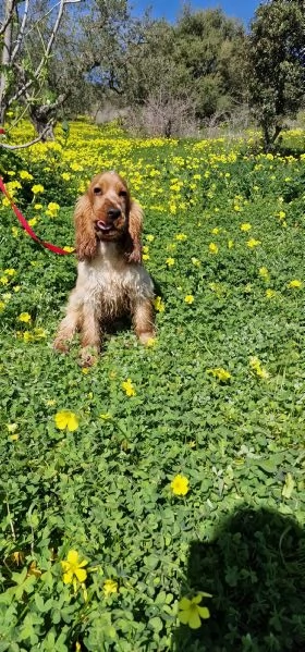 cocker spaniel inglese | Foto 0