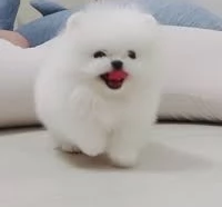 Pomeranian miny toy di tre mesi