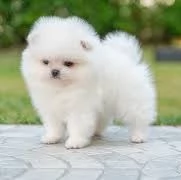 Cuccioli Pomeranian miny toy di tre mesi 