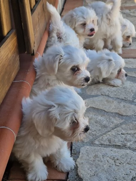 Cuccioli Maltese  | Foto 3