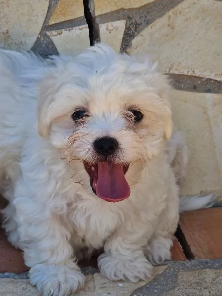 Cuccioli Maltese  | Foto 1