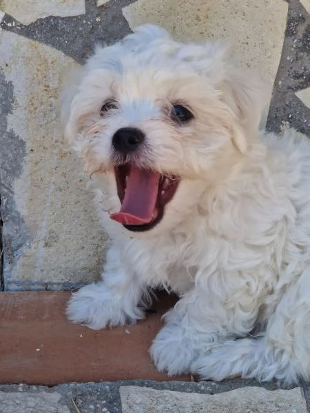 Cuccioli Maltese  | Foto 0