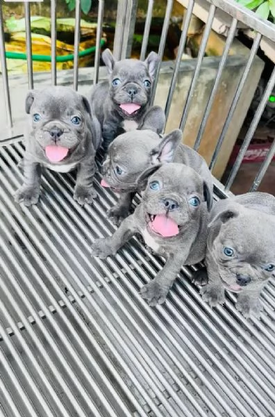 cuccioli di bulldog francese blu in vendita