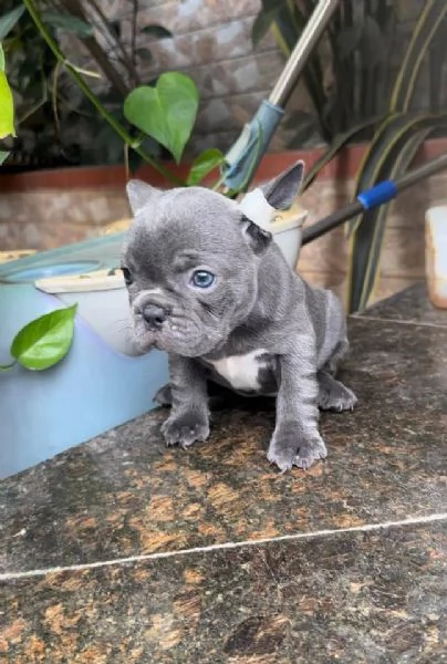 cuccioli di bulldog francese blu in vendita | Foto 2