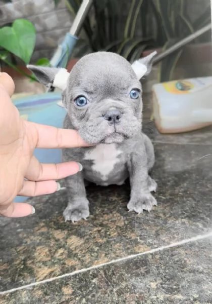 cuccioli di bulldog francese blu in vendita | Foto 0