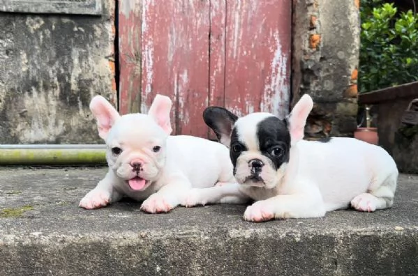 cuccioli di bulldog francese bianco crema in vendita