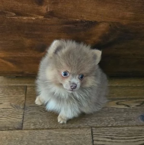 bellissimi cuccioli Pomerania minitoy | Foto 0