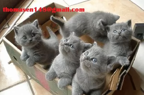 Cuccioli di razza british shorthair