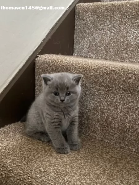 cuccioli british shorthair