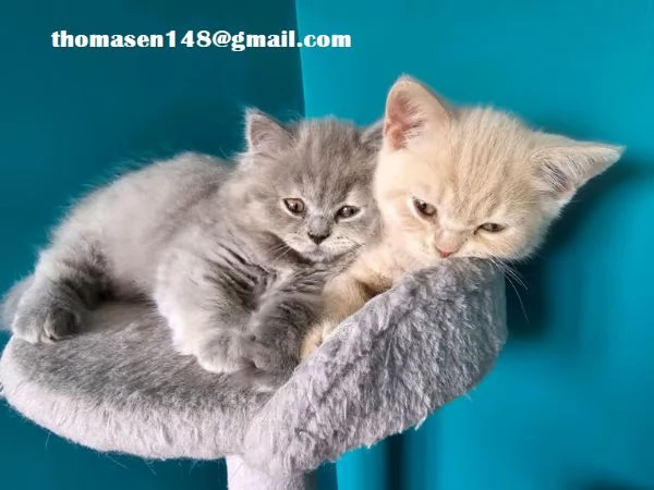 Cuccioli british shorthair grigioblu