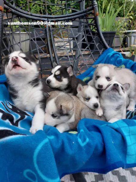  Cuccioli di Siberian Husky