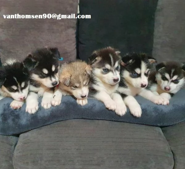 Vendo Cuccioli Siberian Husky Originali