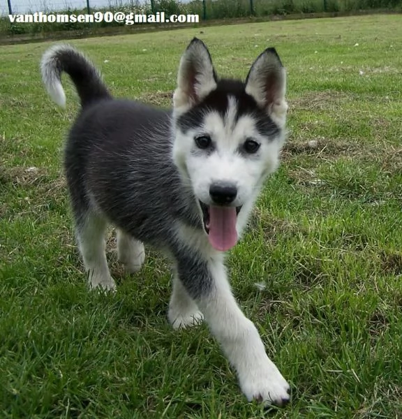 Husky cuccioli