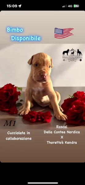 Cuccioli pitbull