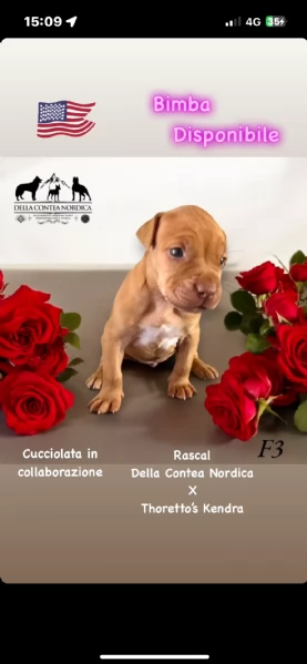 Cuccioli pitbull | Foto 3