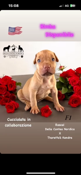 Cuccioli pitbull | Foto 2