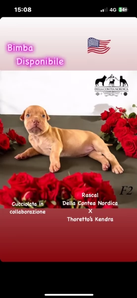 Cuccioli pitbull | Foto 1